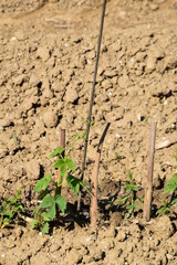 Hopfen, Junghopfen, Wurzelfechser