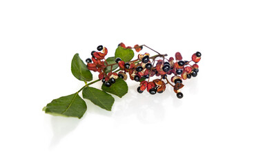 Fresh Sichuan pepper (Zanthoxylum bungeanum) with its seeds isolated on white background