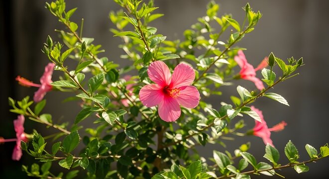 A radiant pink hibiscus in full flourish, surrounded by lush leaves and glowing in natural light.