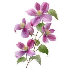 Watercolor clematis montana vine, isolated on a white background, clear edges, botanical clipart style.