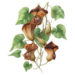 Watercolor giant Dutchman’s pipe vine, isolated on a white background, clear edges, botanical clipart style.