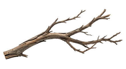 A gnarled and weathered tree branch with intricate twiggy extensions showcasing its natural texture and form isolated on transparent background