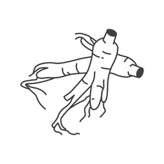 Fototapeta premium Icon of Ginseng Roots. Vector Illustration