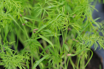 Dill , Anethum graveolens