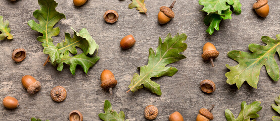 Branch with green oak tree leaves and acorns on colored background, close up top view