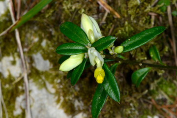  Buchs-Kreuzblume,  Polygala chamaebuxus