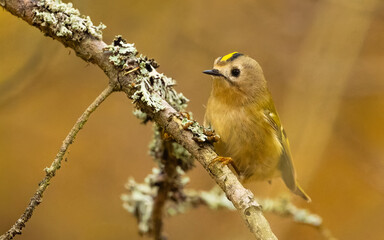 Wintergoldhähnchen (Regulus regulus)