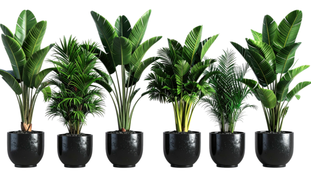 Row of five potted tropical plants against a black backdrop - Powered by Adobe