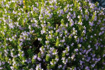 Berg-Bohnenkraut, Winter-Bohnenkraut, Satureja montana