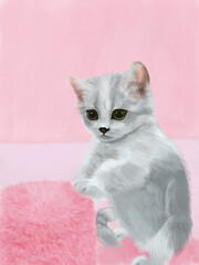 british kitten on pink background