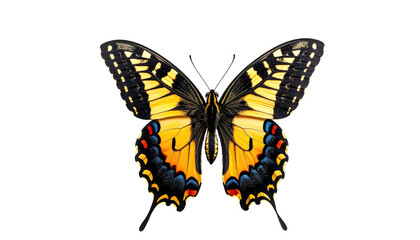 Butterfly with striking yellow, black, and blue wing patterns