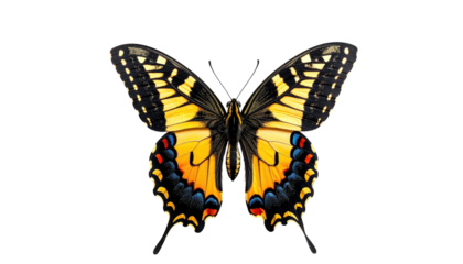 Butterfly with striking yellow, black, and blue wing patterns