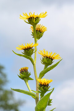 Traubige Alant, Inula racemosa,  Einzelbl&uuml;ten,  Bl&uuml;tendetail