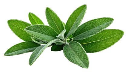Sage herb cluster lush, light green leaves on dark background