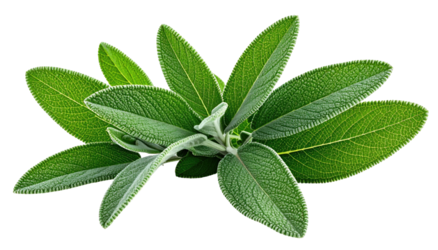 Sage herb cluster lush, light green leaves on dark background