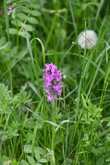 Breitblättriger Fingerwurz, Dactylorhiza majalis