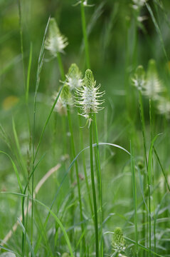 &Auml;hrige Teufelkralle, Phyteuma spicatum agg