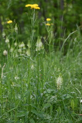 Ährige Teufelkralle, Phyteuma spicatum agg
