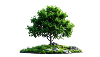 Isolated tree on grassy hillock; black background