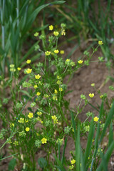 Acker-Hahnenfuß, Ranunculus arvensis