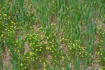 Acker-Hahnenfuß, Ranunculus arvensis