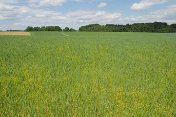 Obraz premium Acker-Hahnenfuß, Ranunculus arvensis