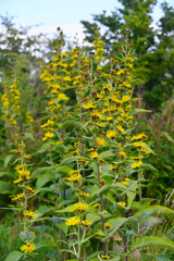 Traubige Alant, Inula racemosa,  Einzelblüten,  Blütendetail