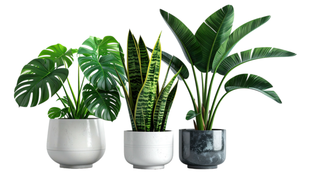 Three potted houseplants arranged against a black background