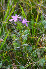Bittere Fransenenzian, Gentianella amarella