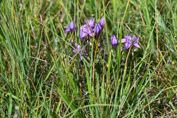 Bittere Fransenenzian, Gentianella amarella