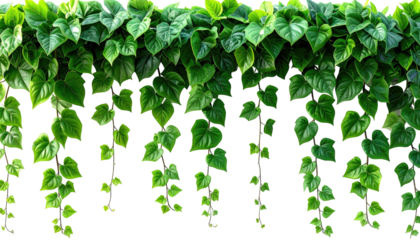 Lush, green vine drapes downward on a dark background
