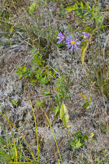Berg-Aster,  Aster amellus