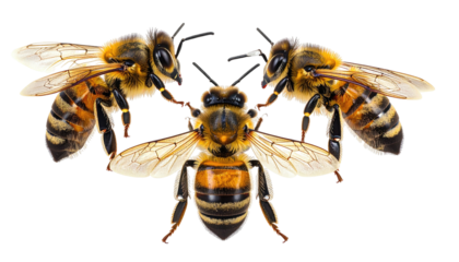Three honeybees in triangle formation