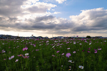 Vibrant cosmos flowers, autumn plants