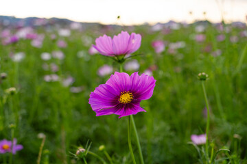 Vibrant cosmos flowers, autumn plants