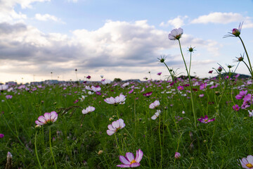 Vibrant cosmos flowers, autumn plants
