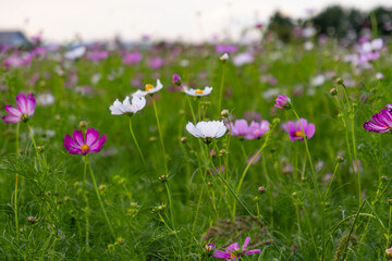 Vibrant cosmos flowers, autumn plants