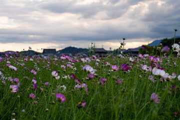 Vibrant cosmos flowers, autumn plants