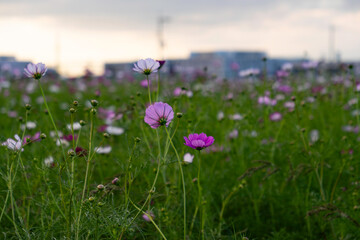 Vibrant cosmos flowers, autumn plants