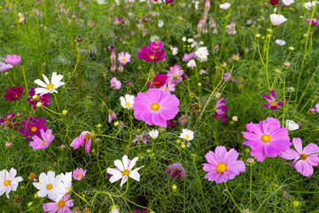 Vibrant cosmos flowers, autumn plants