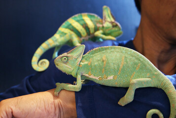 Obraz premium Closeup of a Female Chameleon Climbing on Human's Arm with a Male Chameleon in the Backdrop
