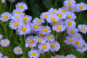 Prächtiges, Ansehnliches Berufskraut, Erigeron speciosus