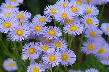 Prächtiges, Ansehnliches Berufskraut, Erigeron speciosus