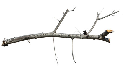 Isolated bare tree branch against a stark black backdrop