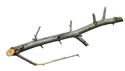 Grey-barked twig with stubs isolated on a black background