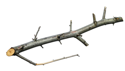 Grey-barked twig with stubs isolated on a black background