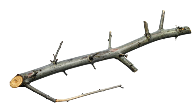 Grey-barked twig with stubs isolated on a black background