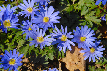 Strahlenanemone, Anemone blanda