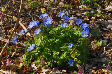 Strahlenanemone, Anemone blanda
