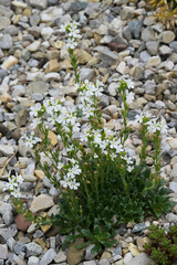 Alpenbalsam,  Erinus alpinus